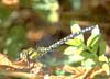 southern hawker